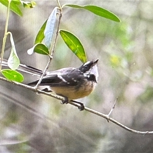 Rhipidura albiscapa at Orangeville, NSW - Yesterday 01:19 PM