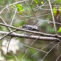 Rhipidura albiscapa at Orangeville, NSW - Yesterday 01:19 PM