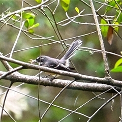 Rhipidura albiscapa at Orangeville, NSW - Yesterday 01:19 PM