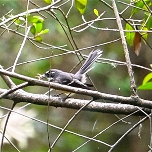 Rhipidura albiscapa at Orangeville, NSW - Yesterday 01:19 PM