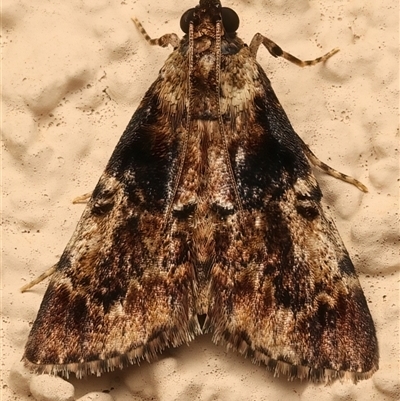 Orthaga thyrisalis (Teatree Web Moth) at Ainslie, ACT - 1 Mar 2025 by jb2602