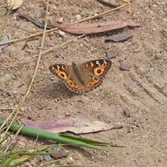 Junonia villida (Meadow Argus) at Kambah, ACT - Yesterday by LineMarie