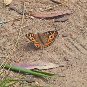 Junonia villida (Meadow Argus) at Kambah, ACT - 4 Mar 2025 by LineMarie