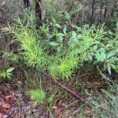 Persoonia mollis (Soft Geebung) at Kangaroo Valley, NSW - 4 Mar 2025 by lbradley