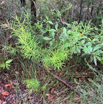 Persoonia mollis (Soft Geebung) at Kangaroo Valley, NSW - 4 Mar 2025 by lbradley