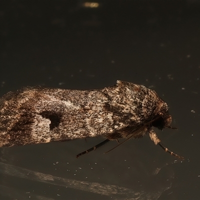 Thoracolopha verecunda (A Noctuid moth (Acronictinae)) at Ainslie, ACT - 1 Mar 2025 by jb2602