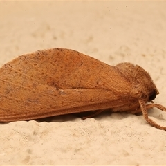 Elhamma australasiae (A Swift or Ghost moth (Hepialidae)) at Ainslie, ACT - 1 Mar 2025 by jb2602