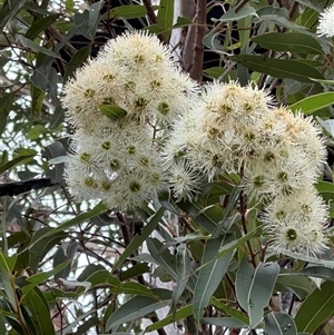 Corymbia gummifera at Kangaroo Valley, NSW - 4 Mar 2025 09:02 AM