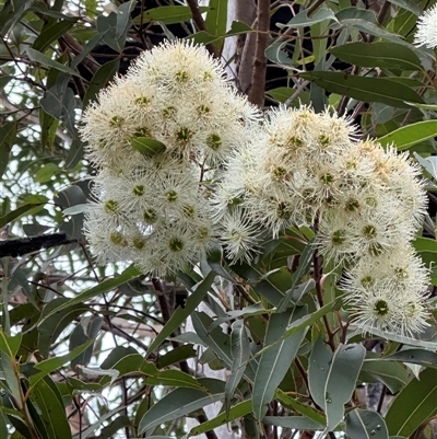 Corymbia gummifera (Red Bloodwood) at Kangaroo Valley, NSW - 4 Mar 2025 by lbradley