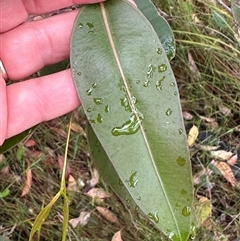 Corymbia gummifera at Kangaroo Valley, NSW - 4 Mar 2025 09:02 AM