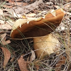 Phlebopus marginatus (Giant Bolete) at Kambah, ACT - Yesterday by LineMarie