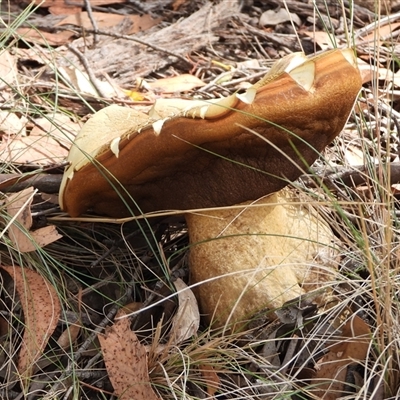 Phlebopus marginatus (Giant Bolete) at Kambah, ACT - Yesterday by LineMarie