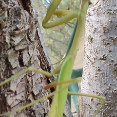 Pseudomantis albofimbriata (False garden mantis) at Greenleigh, NSW - 2 Mar 2025 by LyndalT