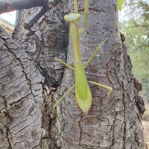 Pseudomantis albofimbriata at Greenleigh, NSW - 2 Mar 2025 04:13 PM