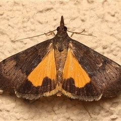 Uresiphita ornithopteralis (Tree Lucerne Moth) at Ainslie, ACT - 1 Mar 2025 by jb2602