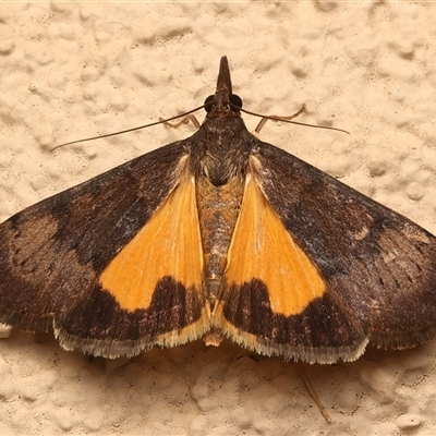 Uresiphita ornithopteralis (Tree Lucerne Moth) at Ainslie, ACT - 1 Mar 2025 by jb2602