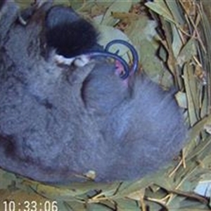Petaurus norfolcensis at Thurgoona, NSW - 12 Dec 2024 10:36 AM