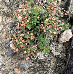 Pomax umbellata (A Pomax) at Kangaroo Valley, NSW - 4 Mar 2025 by lbradley