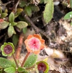 Pomax umbellata at Kangaroo Valley, NSW - 4 Mar 2025 09:10 AM