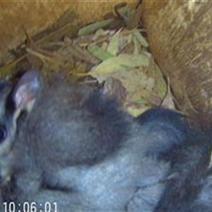 Petaurus norfolcensis at Thurgoona, NSW - 12 Dec 2024 10:07 AM