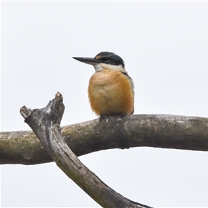 Todiramphus sanctus (Sacred Kingfisher) at Bargo, NSW - 29 Sep 2024 by Snows