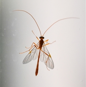 Ichneumonidae (family) at Bargo, NSW - 26 Sep 2024 01:48 PM