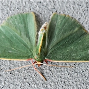 Chlorocoma assimilis (Golden-fringed Emerald Moth) at Bargo, NSW - 24 Sep 2024 by Snows