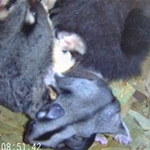 Petaurus norfolcensis at Thurgoona, NSW - 12 Dec 2024 08:51 AM
