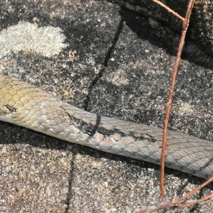 Demansia psammophis (Yellow-faced Whipsnake) at Bargo, NSW - 18 Sep 2024 by Snows