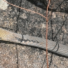 Demansia psammophis at Bargo, NSW - 18 Sep 2024 01:56 PM