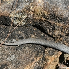 Demansia psammophis at Bargo, NSW - 18 Sep 2024 01:56 PM