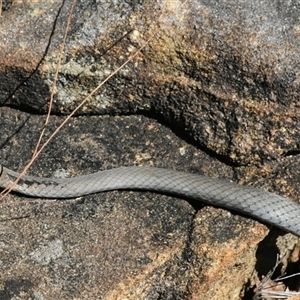 Demansia psammophis at Bargo, NSW - 18 Sep 2024 01:56 PM