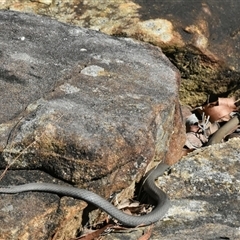 Demansia psammophis at Bargo, NSW - 18 Sep 2024 01:56 PM