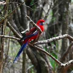 Platycercus elegans (Crimson Rosella) at Orangeville, NSW - 4 Mar 2025 by belleandjason