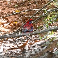 Platycercus elegans at Orangeville, NSW - 4 Mar 2025 12:20 PM