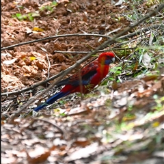 Platycercus elegans at Orangeville, NSW - 4 Mar 2025 12:20 PM