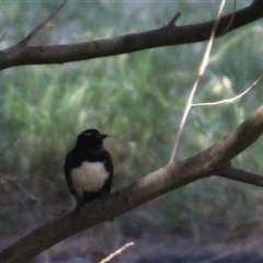 Rhipidura leucophrys (Willie Wagtail) at Higgins, ACT - 3 Mar 2025 by Jennybach