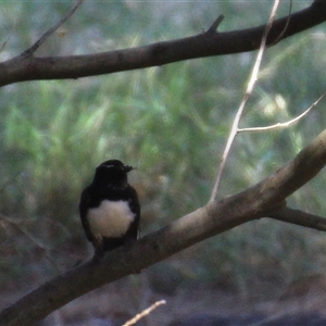 Rhipidura leucophrys at Higgins, ACT - 3 Mar 2025 02:03 PM