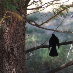 Rhipidura leucophrys at Higgins, ACT - 3 Mar 2025 02:03 PM