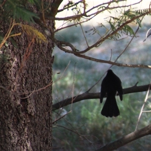 Rhipidura leucophrys at Higgins, ACT - 3 Mar 2025 02:03 PM