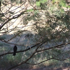 Rhipidura leucophrys at Higgins, ACT - 3 Mar 2025 02:03 PM