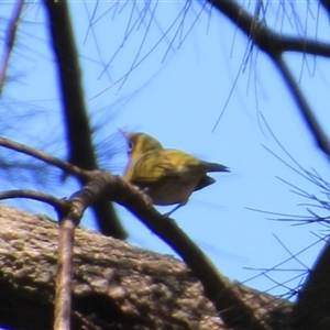 Zosterops lateralis (Silvereye) at Higgins, ACT - 3 Mar 2025 by Jennybach