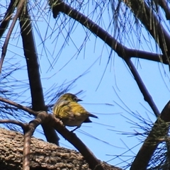 Zosterops lateralis at Higgins, ACT - 3 Mar 2025 02:05 PM