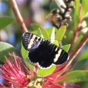 Phalaenoides glycinae at Higgins, ACT - 2 Mar 2025 09:24 AM