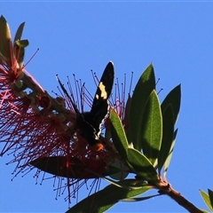 Phalaenoides glycinae at Higgins, ACT - 2 Mar 2025 09:24 AM