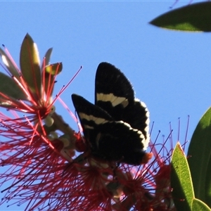 Phalaenoides glycinae at Higgins, ACT - 2 Mar 2025 09:24 AM