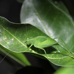 Caedicia simplex (Common Garden Katydid) at Acton, ACT - 2 Mar 2025 by TimL