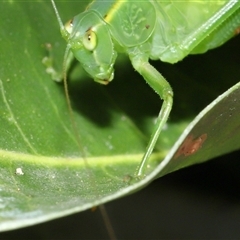 Caedicia simplex at Acton, ACT - 2 Mar 2025 12:11 PM