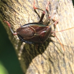 Musgraveia sulciventris (Bronze Orange Bug) at Higgins, ACT - 2 Mar 2025 by Jennybach