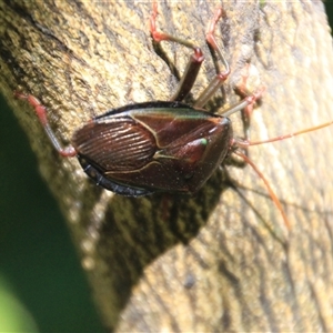 Musgraveia sulciventris (Bronze Orange Bug) at Higgins, ACT - 2 Mar 2025 by Jennybach